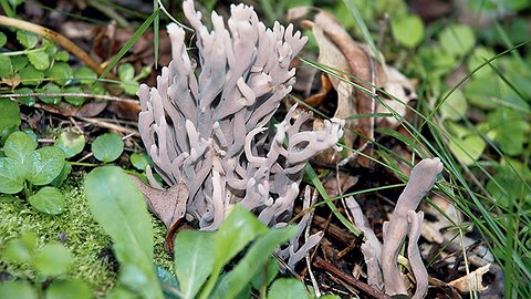 Самые необычные грибы