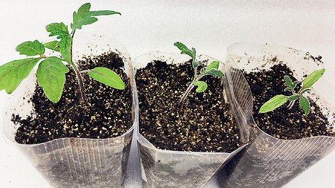 Как вырастить здоровую крепкую рассаду