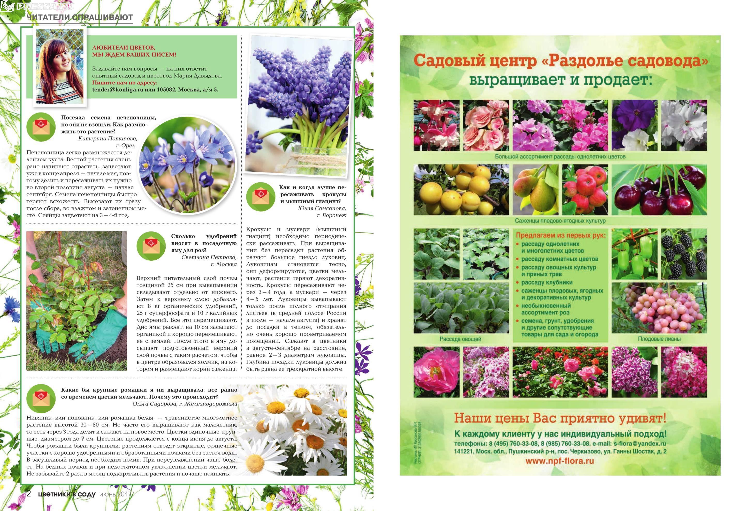 садовые цветы каталог с фотографиями однолетники
